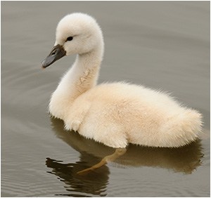 Baby Swan