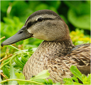 Duck